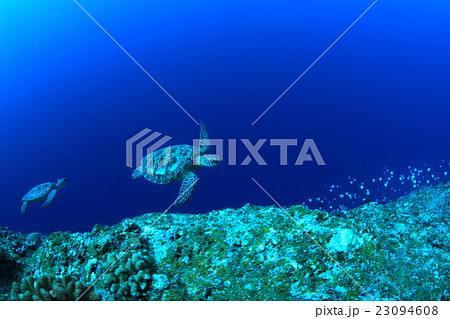 ウミガメ ウミガメ 23094608