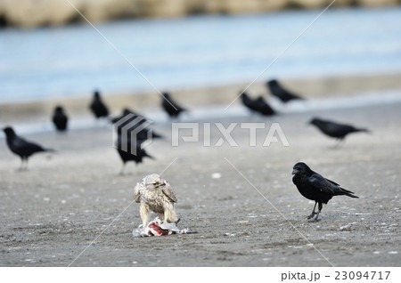 食事中のシロハヤブサがカラスに囲まれる 23094717