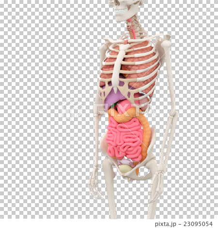 Human body specimen Female skeleton and viscera image perming3DCG Illustration material Human body specimen Female skeleton and viscera image perming3DCG Illustration material 23095054