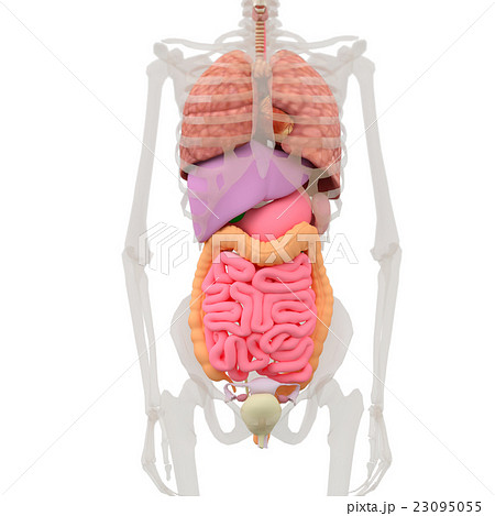 人体標本 女性の骨格と内臓イメージ Perming3dcgイラスト素材の