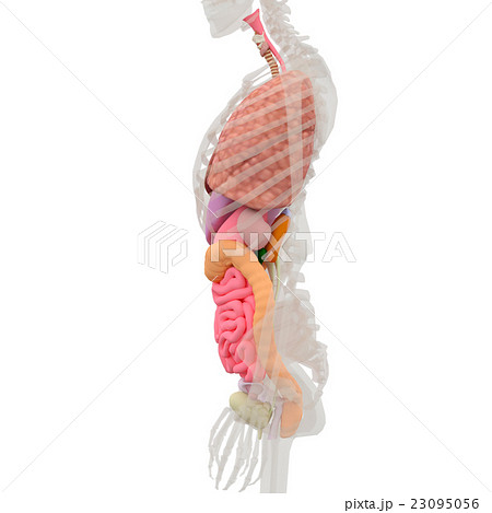 人体標本 女性の骨格と内臓イメージ Perming3dcgイラスト素材のイラスト素材