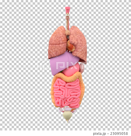 Human body specimen Internal image of a woman perming3DCG Illustration material Human body specimen Internal image of a woman perming3DCG Illustration material 23095058