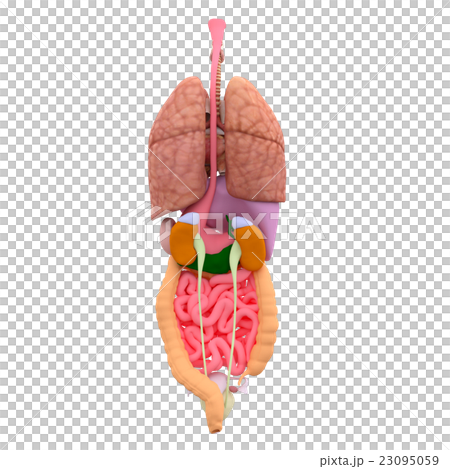 人体標本　女性の内臓イメージ　perming3DCGイラスト素材 23095059