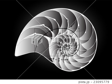 Golden section on shell vector 23095779