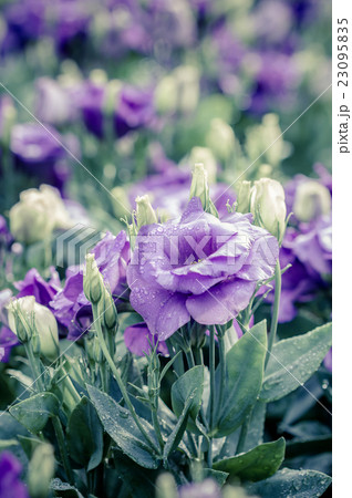 bouquet of violet lisianthus flowers bouquet of violet lisianthus flowers 23095835