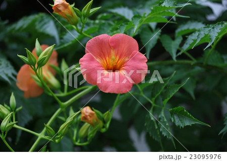 信州の凌霄花 23095976