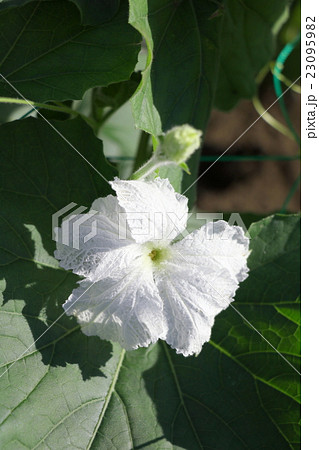 ひょうたんの花 雄花 の写真素材