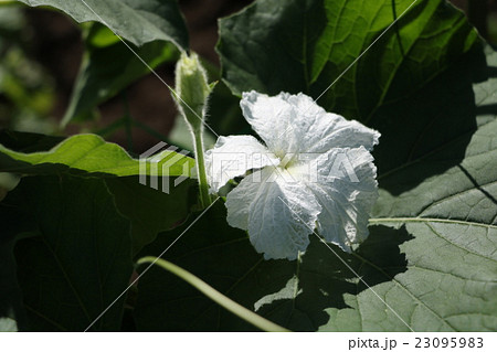 ひょうたんの花 雄花 の写真素材