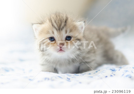Cute tabby kittens sitting 23096119