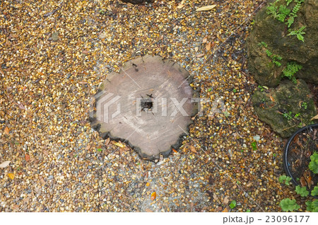 Surface of old wood cut texture 23096177