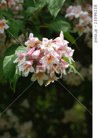 コルクウィッチア･アマビリス 23096238