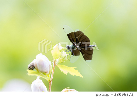 チョウトンボ メス チョウトンボ メス 23096372