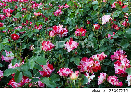 薔薇　フォースオブシュライ　さかき千曲川バラ公園 23097256