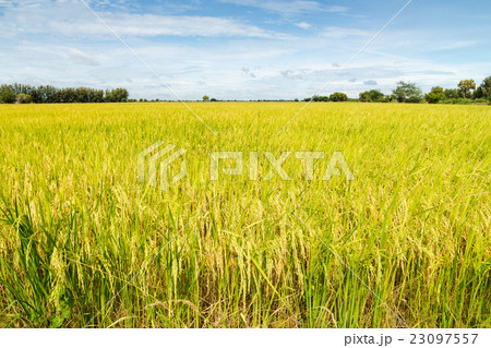 Rice fields with blue sky background 23097557