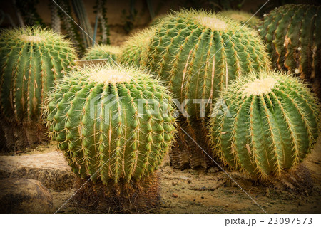 cactus close up cactus close up 23097573