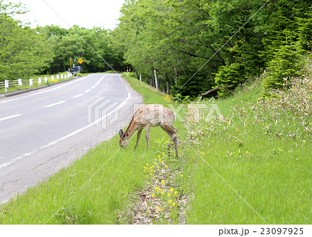 野生の鹿 北海道 野生の鹿 北海道 23097925