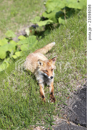 道路脇の狐 北海道の写真素材 [23098086] - PIXTA