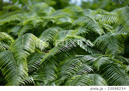 ウラジロの群生 23098234