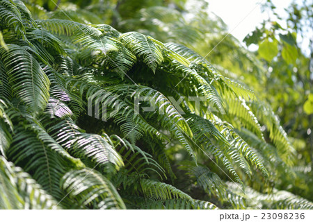 ウラジロの群生 ウラジロの群生 23098236