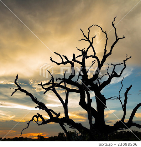 silhouette dead tree with sunset background silhouette dead tree with sunset background 23098506