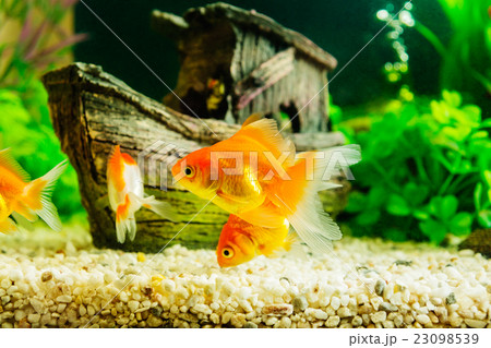 Goldfish in aquarium with green plants 23098539
