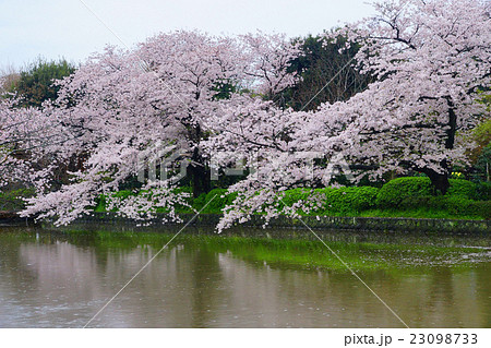 鶴岡八幡宮 源平池 桜の写真素材