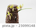 春蘭 23099148