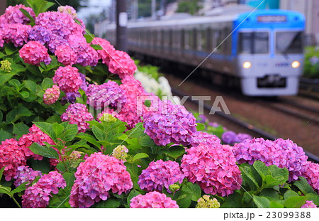 井の頭線と紫陽花 井の頭線と紫陽花 23099388