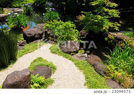 花菖蒲と池 花菖蒲と池 23099573