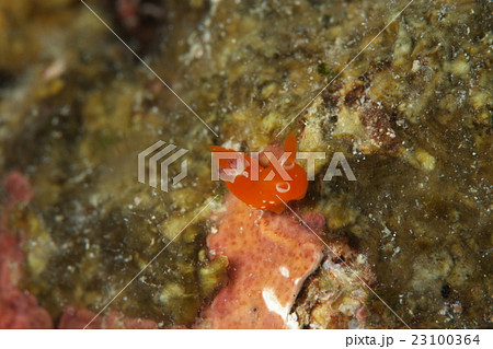 アカズキンリュウグウウミウシ 23100364