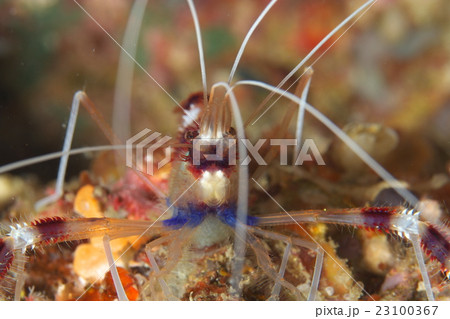 オトヒメエビ 23100367