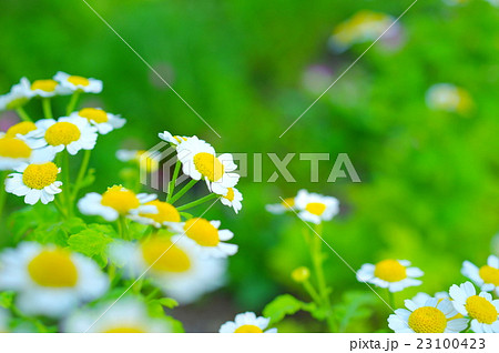 マトカリア マトカリア 23100423