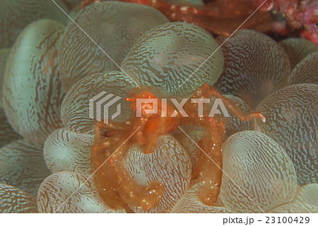 ミナミクモガニ 23100429