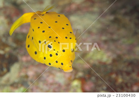 ミナミハコフグ 23100430