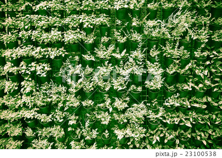 Green wall Green wall 23100538