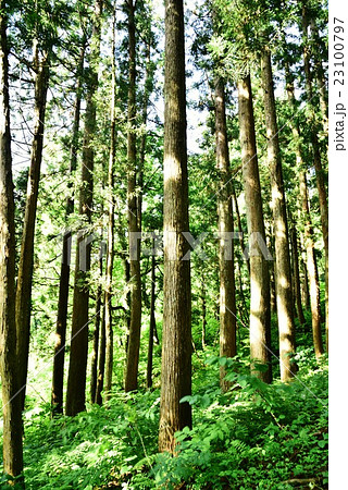 森の杉の木の写真素材