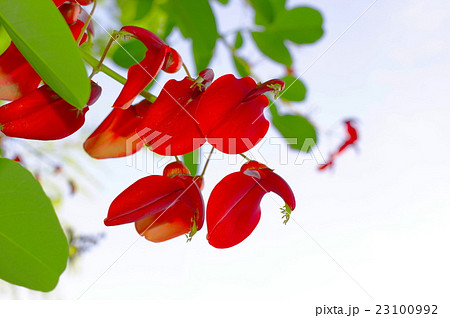梯梧の花（クローズアップ） 23100992