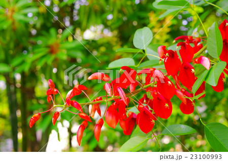 梯梧の花 23100993