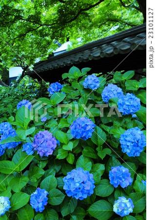 鎌倉あじさい 鎌倉あじさい 23101127