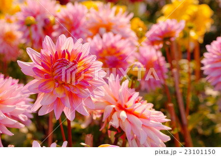 アプリコット色のダリアの写真素材