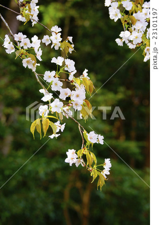 枝垂桜 枝垂桜 23101197