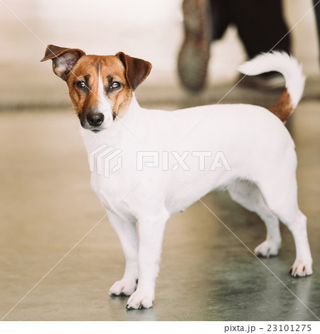 White small dog jack russell terrier White small dog jack russell terrier 23101275