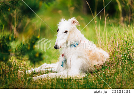 White Gazehound Hunting Dog Sit Outdoor In Summer White Gazehound Hunting Dog Sit Outdoor In Summer 23101281