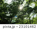 初夏の木漏れ日 23101462