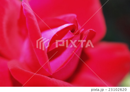 夜の赤薔薇 夜の赤薔薇 23102620
