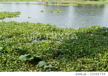 water hyacinth in the river, eichhornia crassipes 23102734