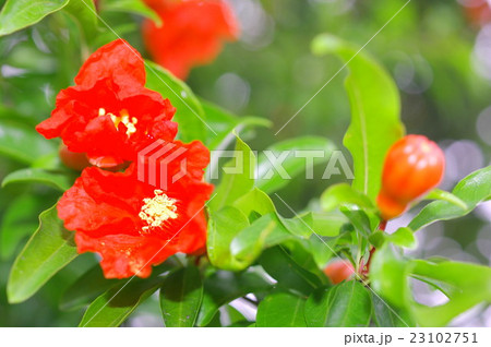 ザクロの花 23102751