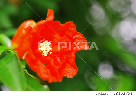 ザクロの花(クローズアップ) ザクロの花(クローズアップ) 23102752