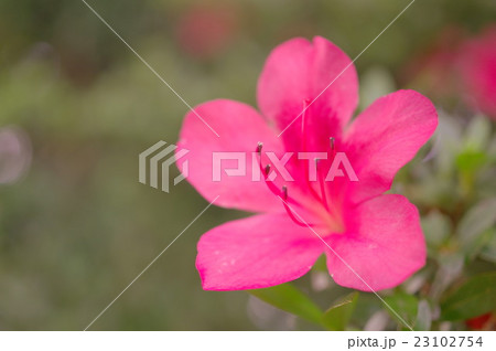 サツキの花(クローズアップ) サツキの花(クローズアップ) 23102754