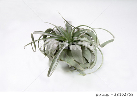 チランジア　キセログラフィカ 23102758